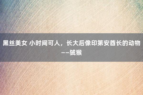 黑丝美女 小时间可人，长大后像印第安酋长的动物——狨猴
