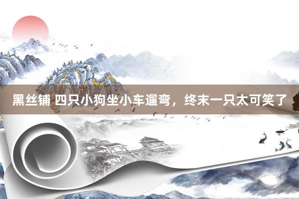 黑丝铺 四只小狗坐小车遛弯，终末一只太可笑了